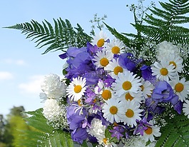 鮮花,夏季,白