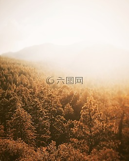 光明,森林,自然