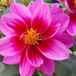 大麗花,花,春