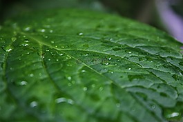葉子,雨滴,性質(zhì)