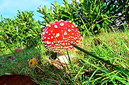 飛木耳,花園,太陽(yáng)