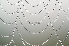 蜘蛛網(wǎng),網(wǎng)絡(luò),露珠
