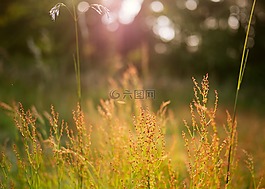 深度的字段,原野,草