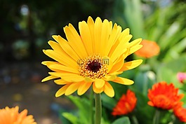 黃色,花,花園
