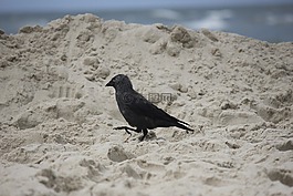 烏鴉,鳥(niǎo),海灘