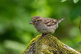 動物,鳥,特寫