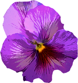 潘茜,開(kāi)花,紫