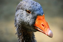 鵝,鳥(niǎo),性質(zhì)