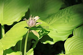 玉簪,花,春