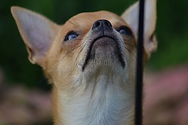 狗,奇瓦瓦州,chiwawa