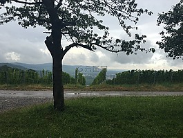 樹,心情,霧
