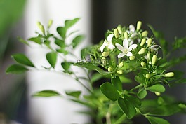 橙色的茉莉花,盆栽的植物,植物