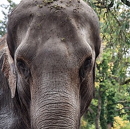 象,動物,肖像