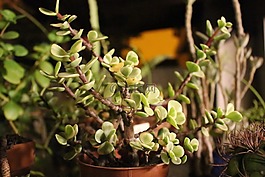 仙人掌,植物,綠色