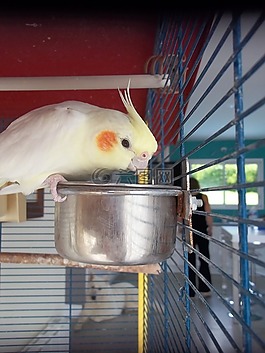 calopsittes,鳥,動(dòng)物