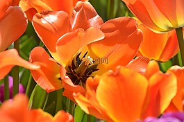 鮮花,花園,春天