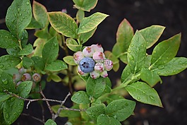 藍莓,植物,自然