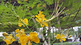 黃色,植物區(qū)系,自然