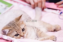小貓,貓,寵物