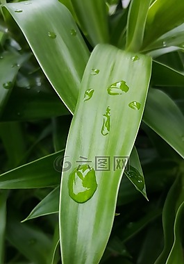 綠色,葉,自然
