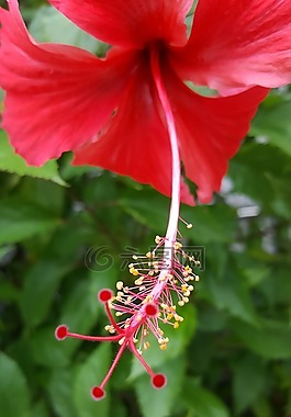 槿,紅色,植物區(qū)系