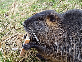 海貍鼠,動物,嚙齒動物