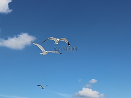 鷗,鳥(niǎo)類(lèi),海鷗