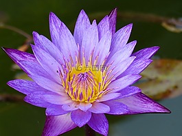 花,廠,睡蓮
