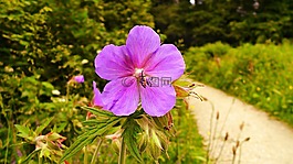 花,月見草,報春花