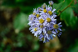 雛菊,秋天,花朵