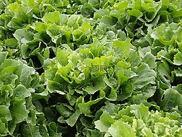 菊苣沙拉,生菜,蔬菜