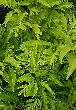 綠色,植物,自然