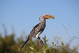 鳥,自然,野生動(dòng)物