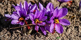 藏紅花,花,性質(zhì)