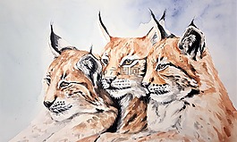 功能,三,三個動物