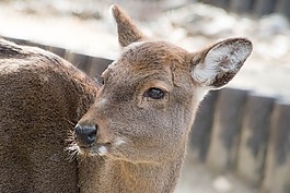 鹿,動(dòng)物,動(dòng)物園