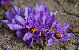 藏紅花,花,性質(zhì)