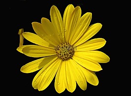 性質(zhì),花,黃色