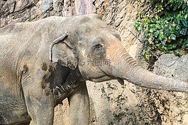 大象,動物,動物園