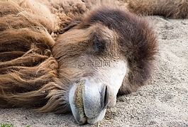 駱駝,動物,動物園