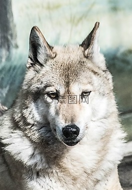 狼,動(dòng)物,動(dòng)物園