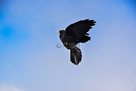 鳥,烏鴉,鴉雀