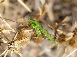 蝗蟲,grillo verde,龍蝦