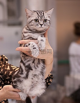 猫,小猫,灰色