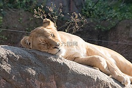 獅子,動物,動物園