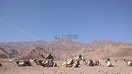 埃及,駱駝,沙漠