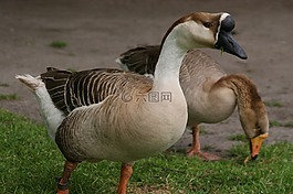 鳥(niǎo),野生動(dòng)物,動(dòng)物王國(guó)
