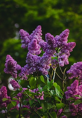 開(kāi)花,枝杈,光明