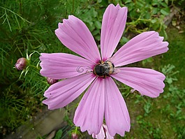 開花,黃蜂,昆蟲