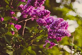 美麗,開花,模糊